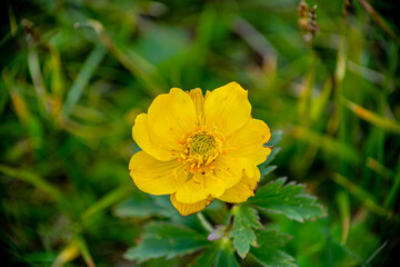 yellow flower in the garden