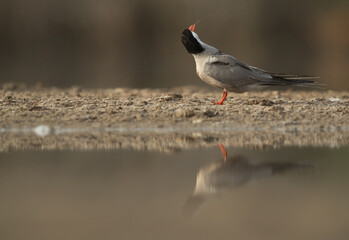 White-cheeked Tern shaking its head at Tubli bay, Bahrain