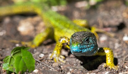 European green lizard in Latin Lacerta viridis