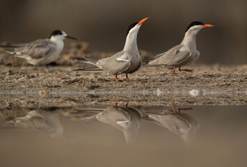 White-cheeked Terns perched on the ground at Tubli bay, Bahrain