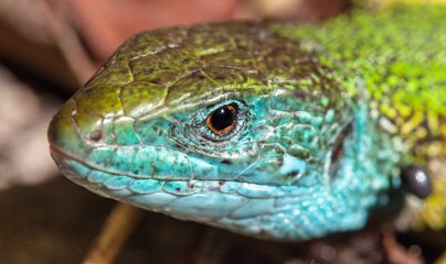 European green lizard in Latin Lacerta viridis