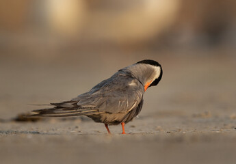 White-cheeked Tern preening in the hours at Tubli bay, Bahrain