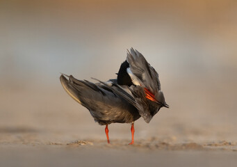 White-cheeked Tern preening at tubmi bay, Bahrain