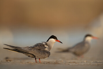 White-cheeked Tern perched on ground at Asker marsh, Bahrain