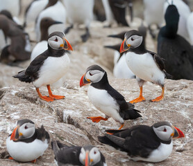 a flock of atlantic puffin relax during the breading season on the Farne Islands in England UK