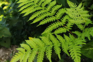 fern leaves