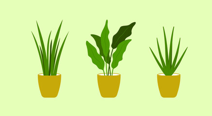 Green houseplants vector illustration. Natural home décor and indoor houseplants. Flat vector illustration.