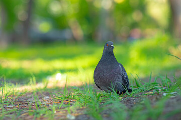 A very big bird sitting on grass