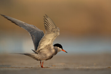 White-cheeked Tern raising its wings at Asker marsh, Bahrain