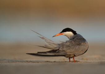 White-cheeked Tern preening at Asker marsh, Bahrain
