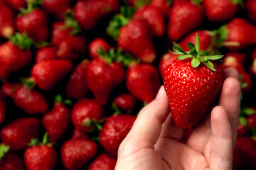 Female hand hold a large strawberry on the other red berries background. Copy space. Banner. Juicy...