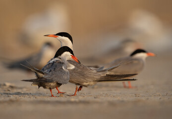 White-cheeked Terns at Asker marsh, Bahrain