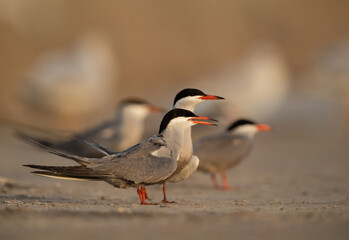 White-cheeked Terns at Asker marsh, Bahrain