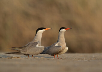 A pairof White-cheeked Tern at Asker marsh, Bahrain