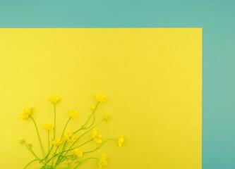 Yellow buttercup flowers on a yellow paper and blue background. Flower concept. Top view, copy space, flat lay.