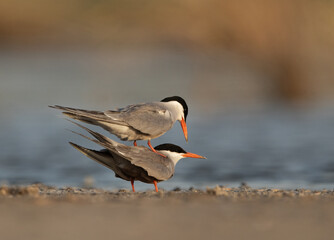 White-cheeked Tern mating at Asker marsh, Bahrain