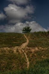 Trail leading to a lone tree on a hillside against a cloudy sky