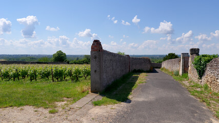 Vinyards on the hill of the Vouvray village in the Loire valley