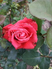 red rose in garden