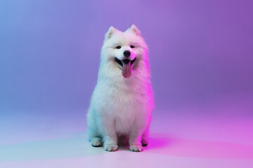 Portrait of cute white beautiful Samoyed dog posing isolated on blue background in pink neon light.