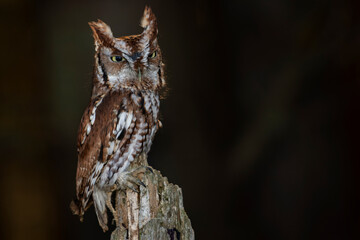 Eastern Screech Owl