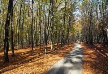 Autumn forest road in deciduous beech woodland