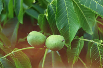 Walnut tree fruits