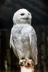 Snow Owl