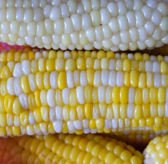 Close up of a fresh sweetcorn.