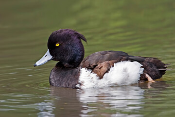 Male Tufted Duck, Aythya fuligula, on small pond