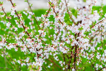 Beautiful spring fruit bush blooms with white flowers