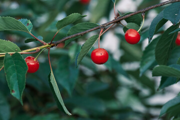 Ripe sour cherries