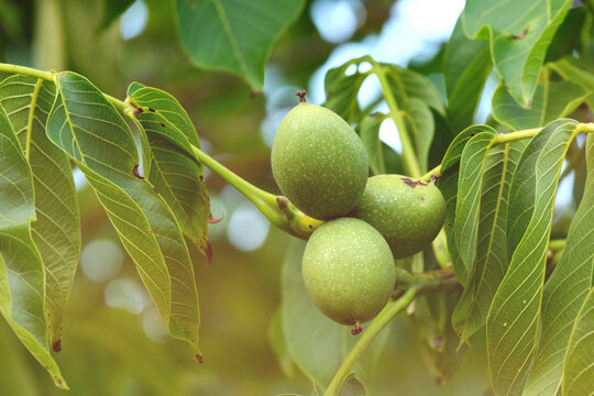 Walnut Tree Fruits