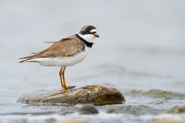 A semipalmated plover stands on a stone at Reesor Pond in Markham, Ontario.