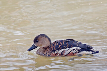 Wandering Whistling Duck, Dendrocygna arcuata, on the water