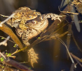 Common or European toad brown colored, Mating toads