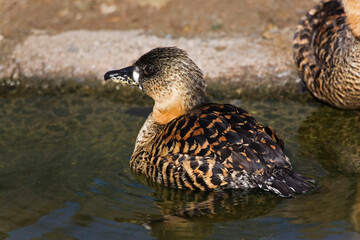 Close up view of a White-backed Duck, Thalassornis leuconotus