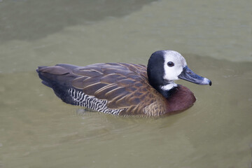 White-faced Whistling Duck, Dendrocygna viduata, close up view