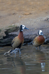 Vertical of a pair of White-faced Whistling Duck, Dendrocygna viduata