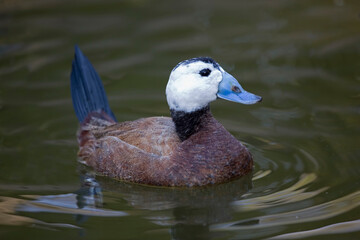 Male White-headed Duck, Oxyura leucocephala, close up view