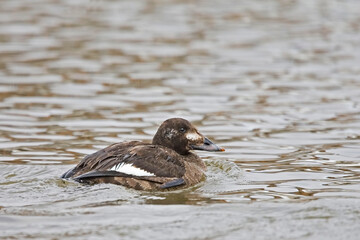 Female White-winged Scoter, Melanitta deglandi, resting on the water