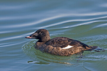 Close up view of a female White-winged Scoter, Melanitta deglandi