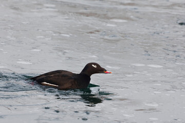 Male White-winged Scoter, Melanitta deglandi, swimming in waves