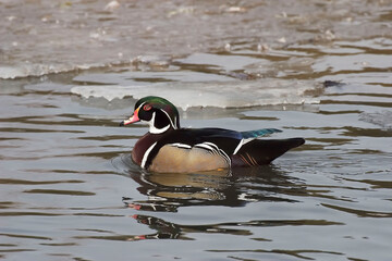 Male Wood Duck, Aix sponsa, on the water