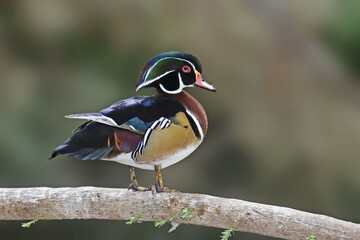 Male Wood Duck, Aix sponsa, perched on a log