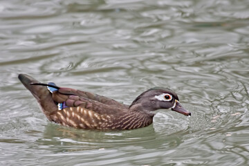 Female Wood Duck, Aix sponsa, close up view