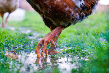 Closeup shot of a rooster's legs walking on the wet grass