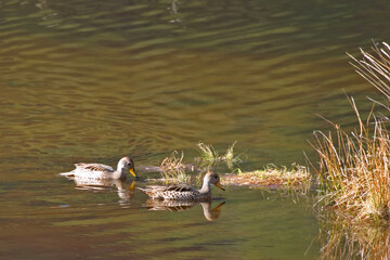 Pair of Yellow-billed Pintail, Anas georgica, in marsh