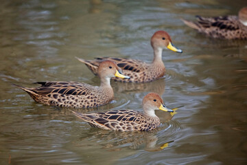 Yellow-billed Pintail, Anas georgica, group on pond