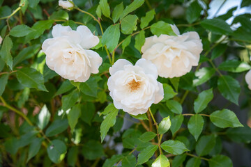 Weiß blühende Floribunda Rose im Sommer / Floribundarose